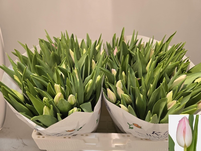 <h4>TU EN FIRST CLASS</h4>