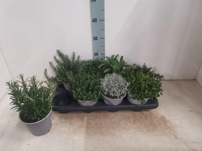 <h4>TUINKRUIDEN GEM</h4>