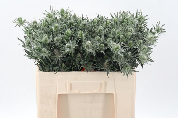 <h4>Eryn Sirius Qstar 50cm</h4>