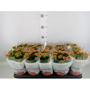 Kalanchoe blos. 'RosDon Nando'