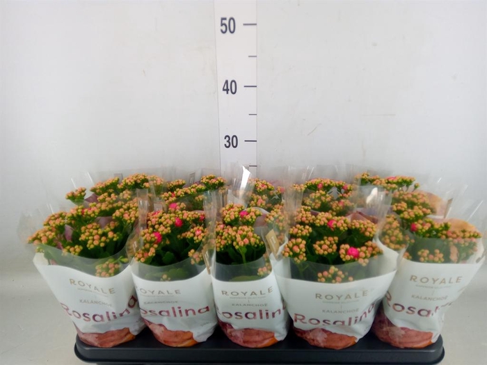<h4>Kalanchoe blos. 'RosDon Nando'</h4>