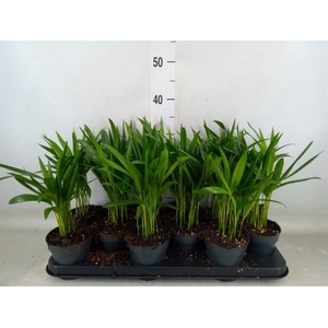 Dypsis lutescens   ...Chrysalidoca