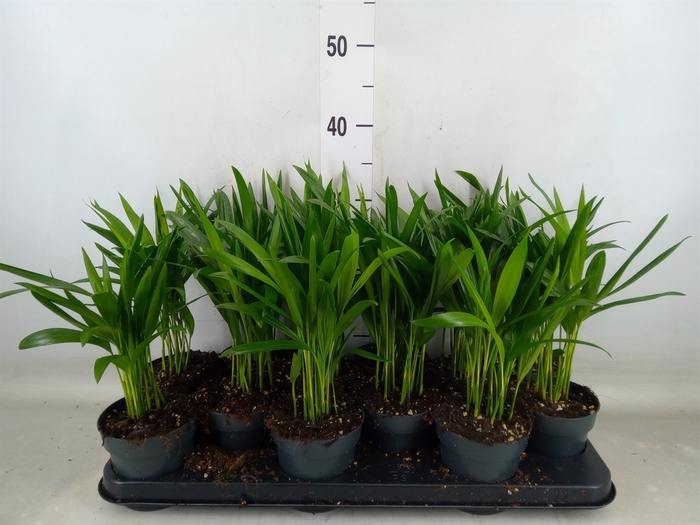 <h4>Dypsis lutescens   ...Chrysalidoca</h4>