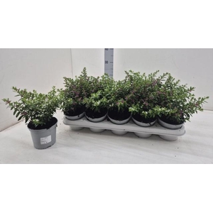 CUPH HYSS GEM IN POT