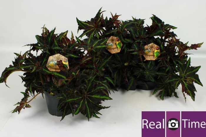 <h4>BEG M C LION DANCE</h4>