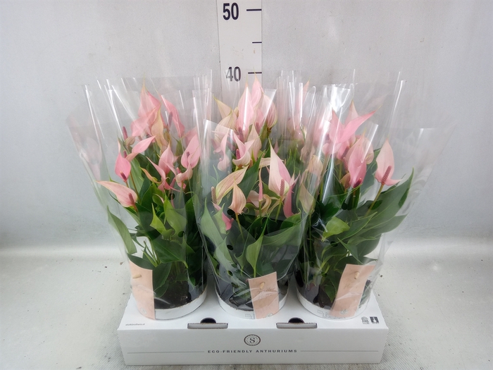 <h4>Anthurium andr. 'Lilli'</h4>