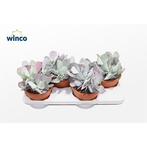 Cotyledon Karoo (Pink Leaf)