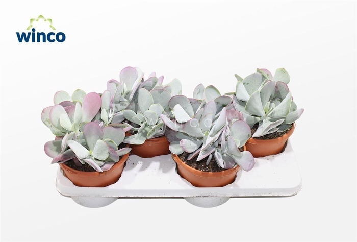 <h4>Cotyledon Karoo (Pink Leaf)</h4>