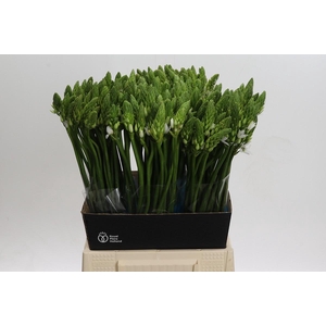 Ornithogalum Mount Fuji