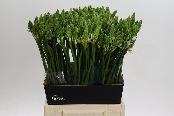 <h4>Ornithogalum Mount Fuji</h4>