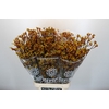 Anigozanthos Gold Fever