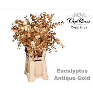 EUCA CINEREA ANTIQUE GOLD 300GR