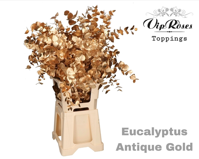 <h4>EUCA CINEREA ANTIQUE GOLD 300GR</h4>