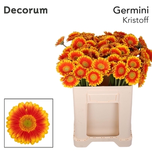 Germini Kristoff Water