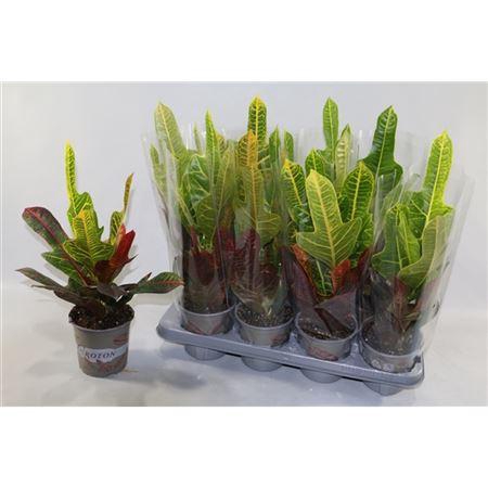 <h4>Codiaeum Excellent</h4>