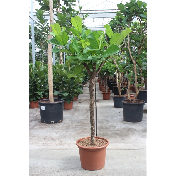 <h4>Ficus lyrata</h4>