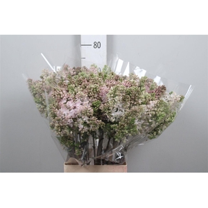Syr Hy Esther Staley 2+