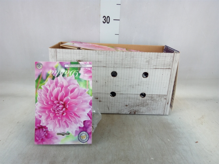 <h4>Dahlia   ...flowerbulbs</h4>