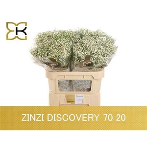 Gyps Pa Zi Discovery