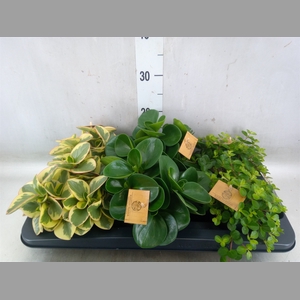 Peperomia   ...mix