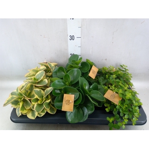 Peperomia   ...mix