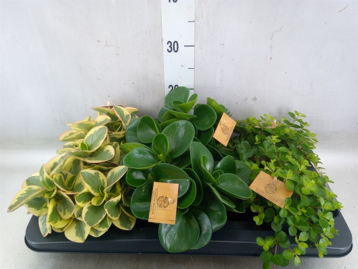 <h4>Peperomia   ...mix</h4>