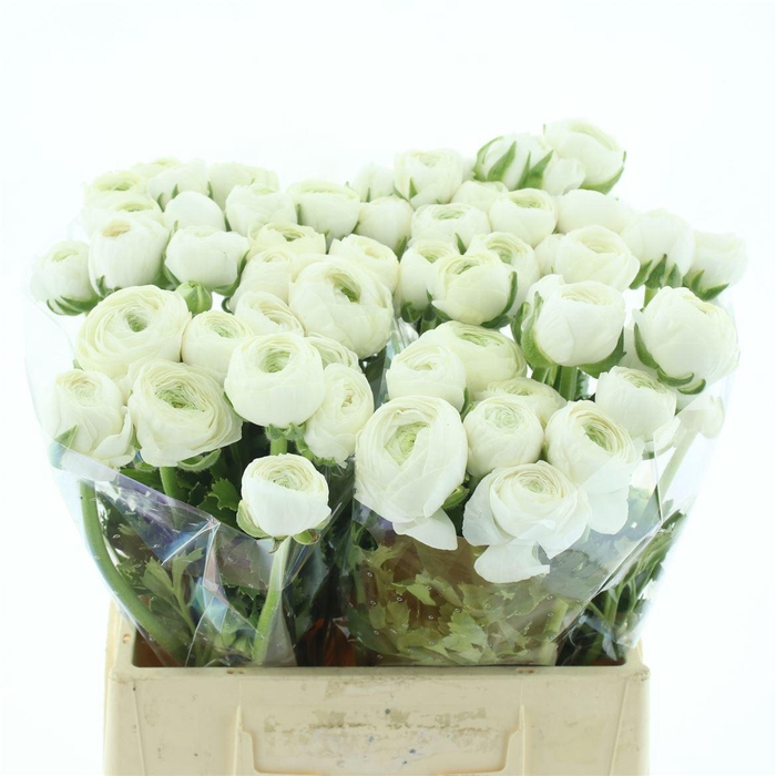 <h4>Ran Su Firenze Extra</h4>