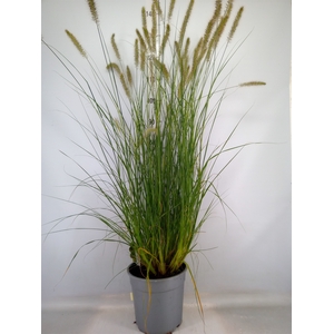 Pennisetum alopec. 'Hameln'