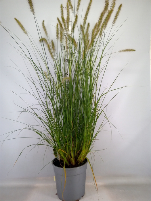 <h4>Pennisetum alopec. 'Hameln'</h4>