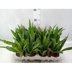 Sansevieria zeylanica 'Greenline'