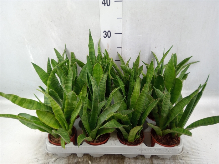 Sansevieria zeylanica 'Greenline'