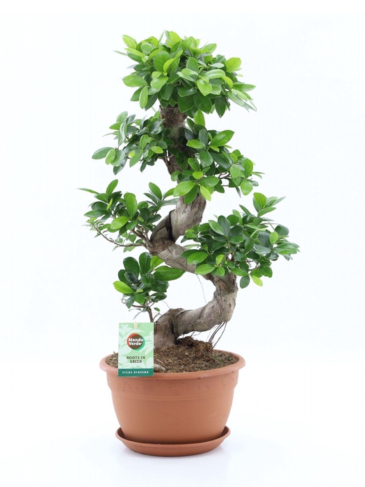 <h4>Ficus microcarpa 'Ginseng'</h4>