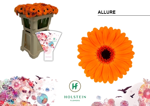 <h4>GE MI Allure emmer hoes x80</h4>