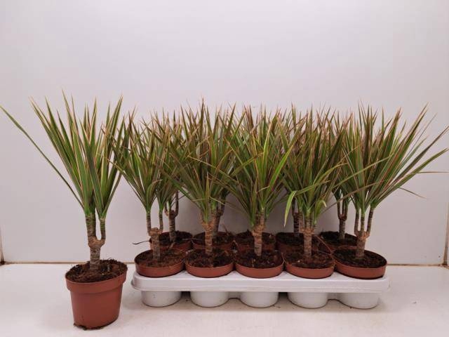 <h4>DRA MARG BICOLOR</h4>