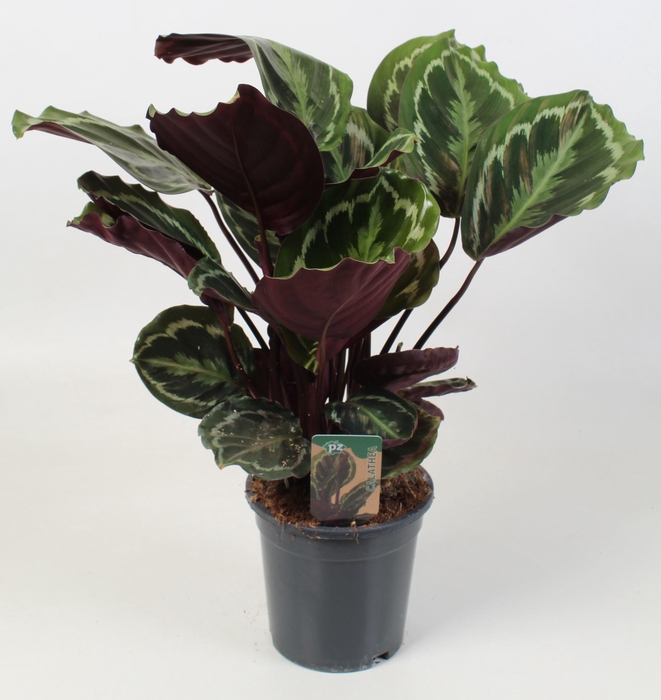 <h4>Calathea Medallion 21 cm</h4>