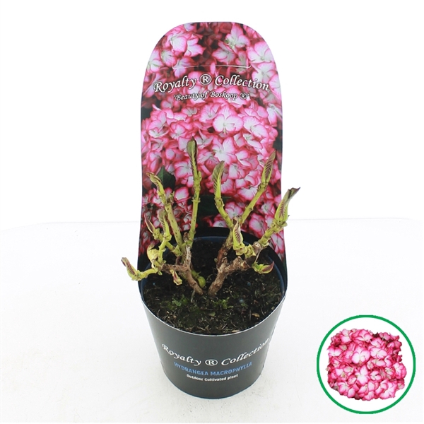 <h4>Hydrangea macr. Royalty® 'Beauty of Boskoop'® C2 (17cm.) Potcover</h4>