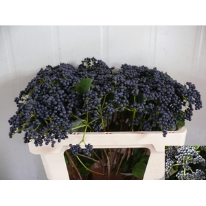 VIBURNUM  'BLUEBERRY HILL'