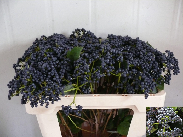 <h4>VIBURNUM  'BLUEBERRY HILL'</h4>