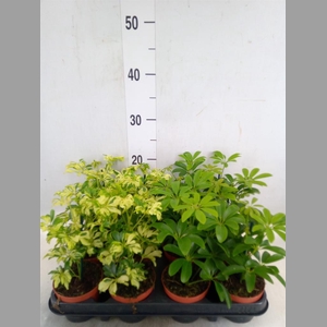 Schefflera  ...