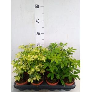 Schefflera  ...
