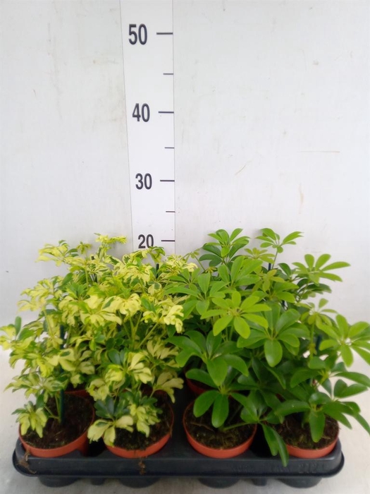 <h4>Schefflera  ...</h4>