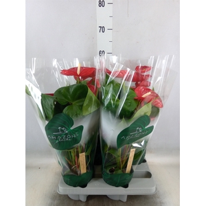 Anthurium andr. 'Nevada'