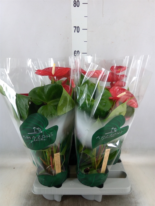 <h4>Anthurium andr. 'Nevada'</h4>