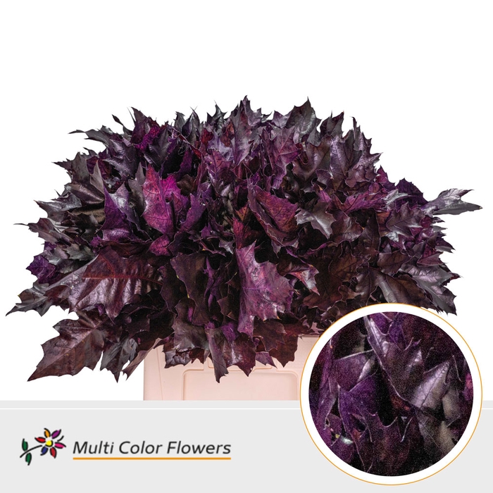 <h4>Eik Grof Aubergine</h4>