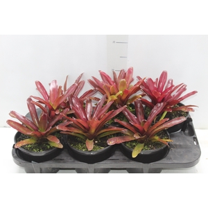 NEOREGELIA FIRE BALL P15