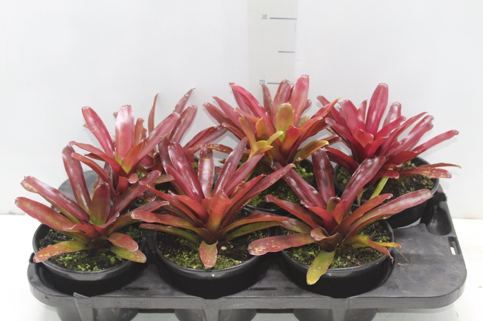 <h4>NEOREGELIA FIRE BALL P15</h4>