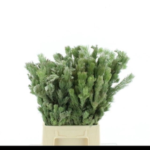 ADENANTHOS OV