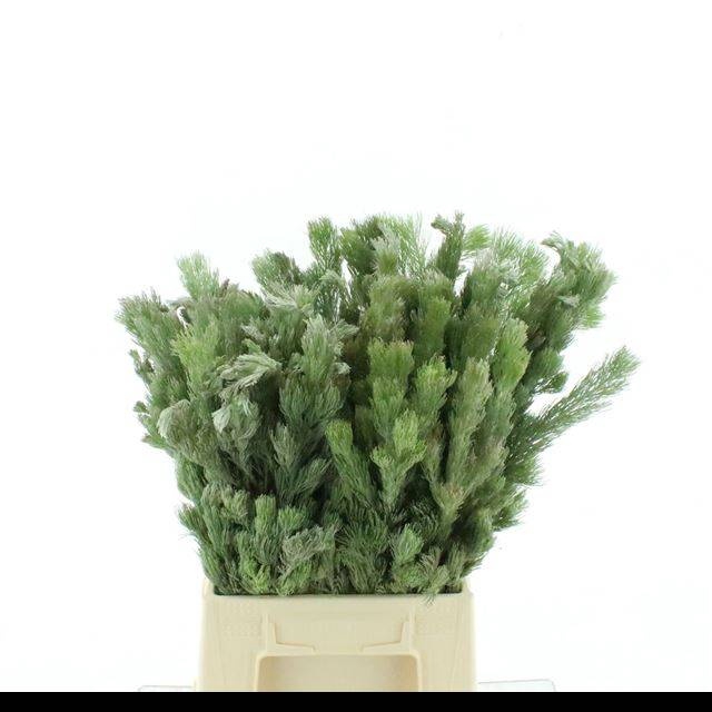 <h4>ADENANTHOS OV</h4>