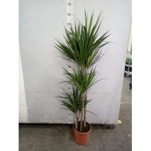 Dracaena marg.