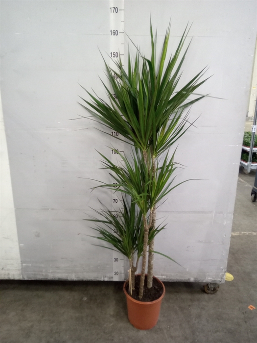 <h4>Dracaena marg.</h4>